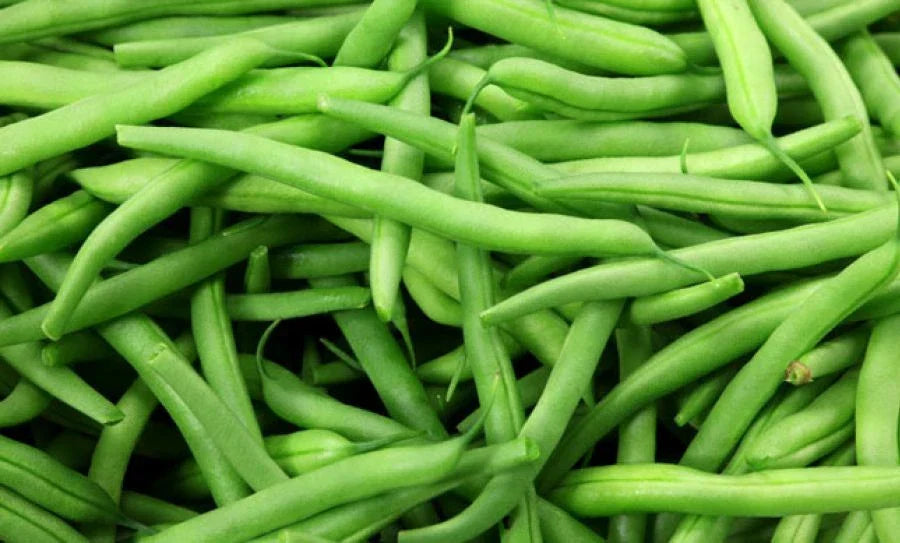 Blue Lake Pole Bean Seeds - Non-GMO Green Bean Seeds - Phaseolus vulgaris