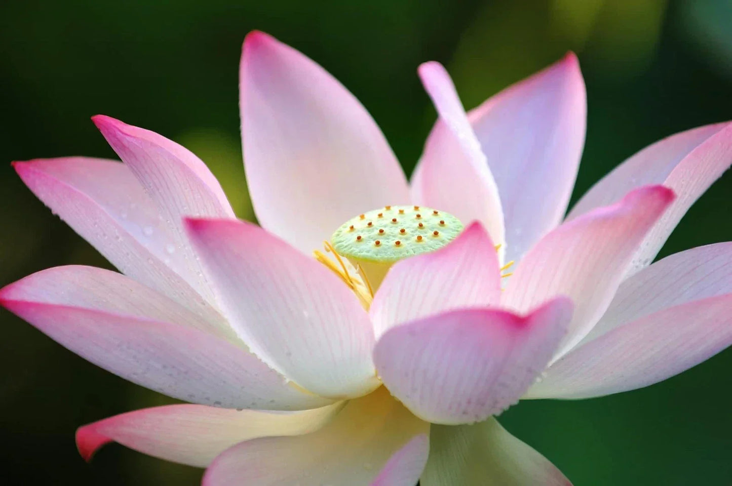 Lotus Seeds for Planting - 30 Pack Nelumbo nucifera - Ideal for Water Gardens & Bonsai