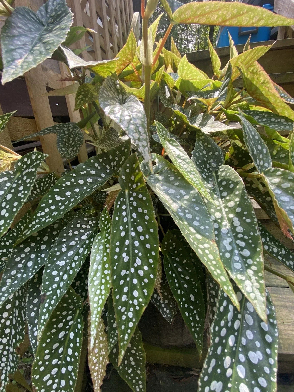 Begonia Houseplant - Live Rooted Plant - My Special Angel Begonia corymbifera - Indoor Tropical Plant in 4-inch Pot