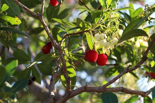 Strawberry Tree Seeds - 20+ Evergreen Arbutus unedo Seeds for Garden, Landscape, Drought Tolerance, Free US Shipping