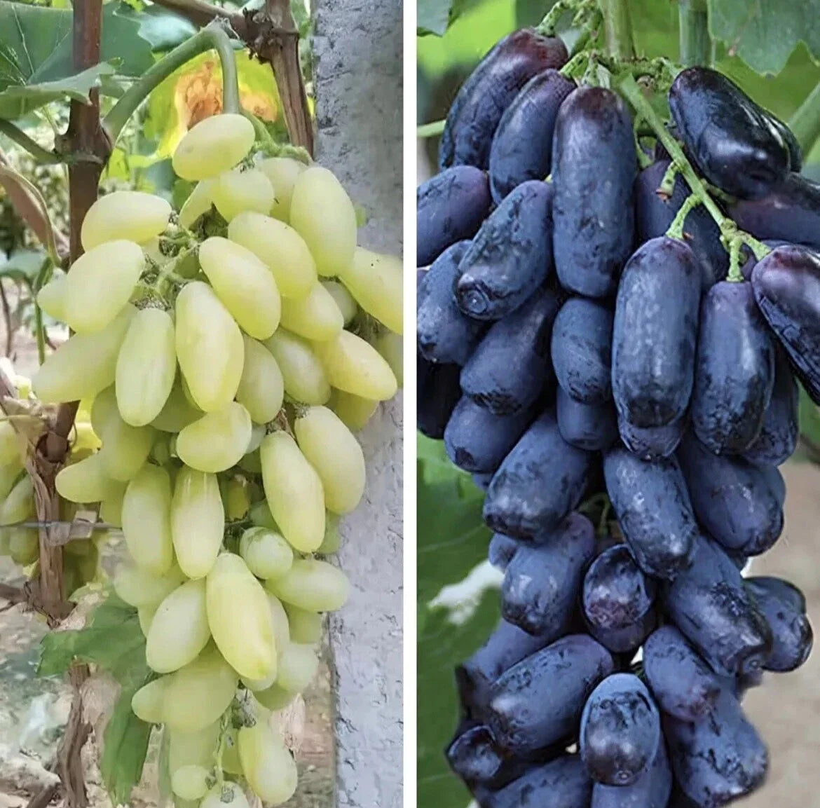Finger Grape Seed Mix - Organic Non-GMO Vitis vinifera Seeds for Edible Green & Purple Grapes, Garden Seeds, Texas USA