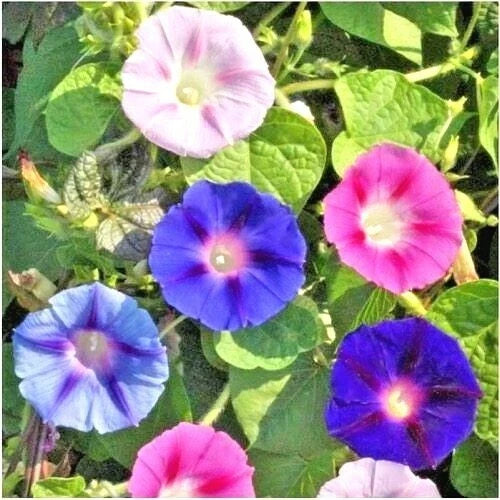Morning Glory Flower Seeds Mix - Climbing Vines for Container Gardening - Ipomoea spp. - 70+ Seeds