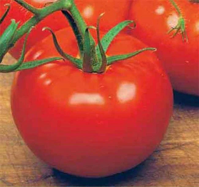 ACE 55 VF Tomato Seeds - 15 Pack, Low Acid, Vigorous Growth, Disease Resistant
