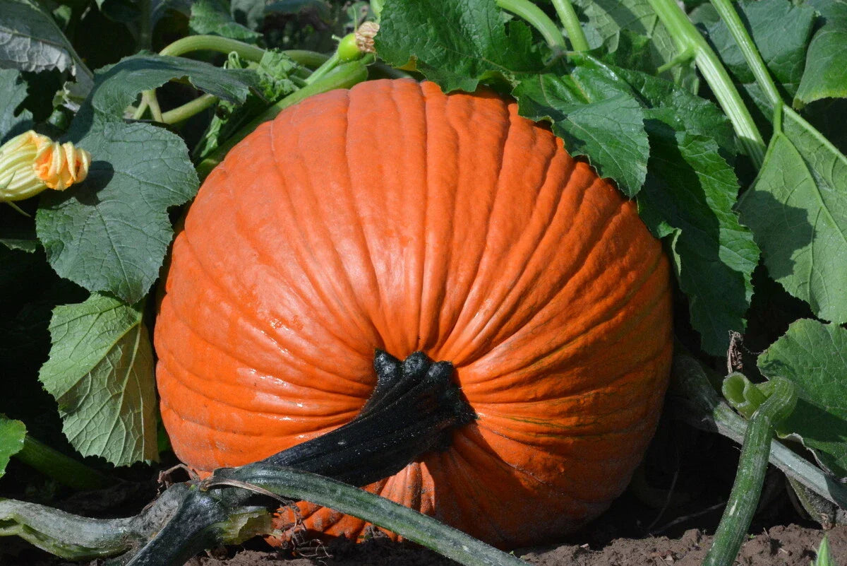 Everest Pumpkin Seeds - Large Jack O'Lantern Variety - Fresh Cucurbita pepo Seeds for Planting