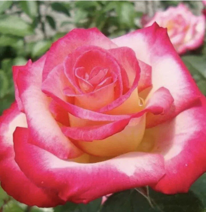 Rose Cuttings - 12 Virus-Free Plants - 10 Old Varieties - Rosa spp.