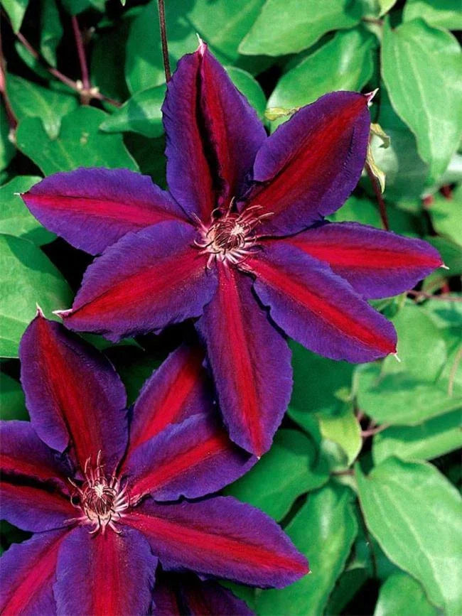 Clematis Seeds 25 Pack - Large Purple Red Climbing Perennial Flowers