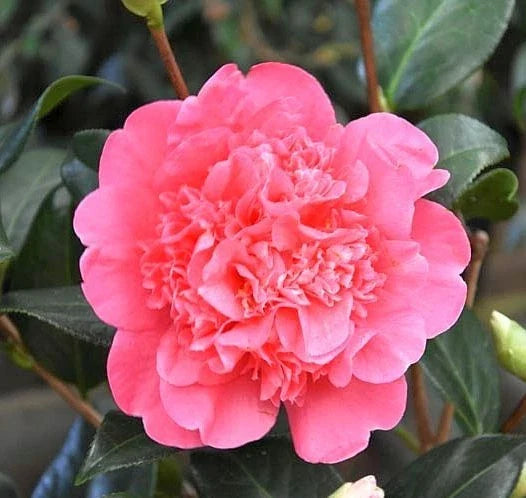 Fresh Cuttings of Camellia 'Anticipation' - Flowering Shrub Propagation Material - Camellia japonica
