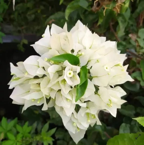 White Bougainvillea Plant - 5-10" Tall in 4" Pot - Bougainvillea glabra - Drought-Tolerant, Fast-Growing, White Bracts