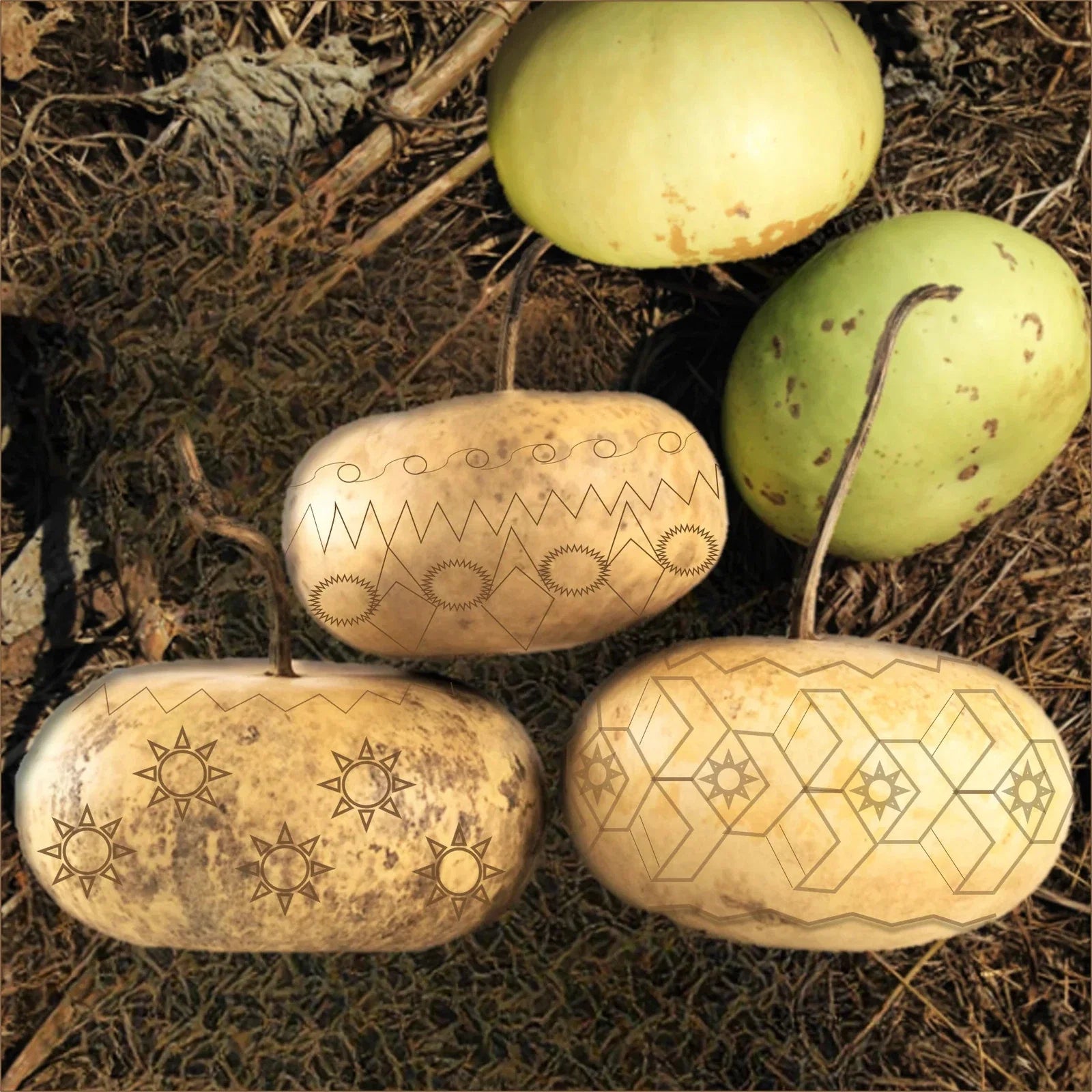 Corsican Gourd Seeds - Ornamental Gourds for Gardening & Decorations - Cucurbita myosuroides