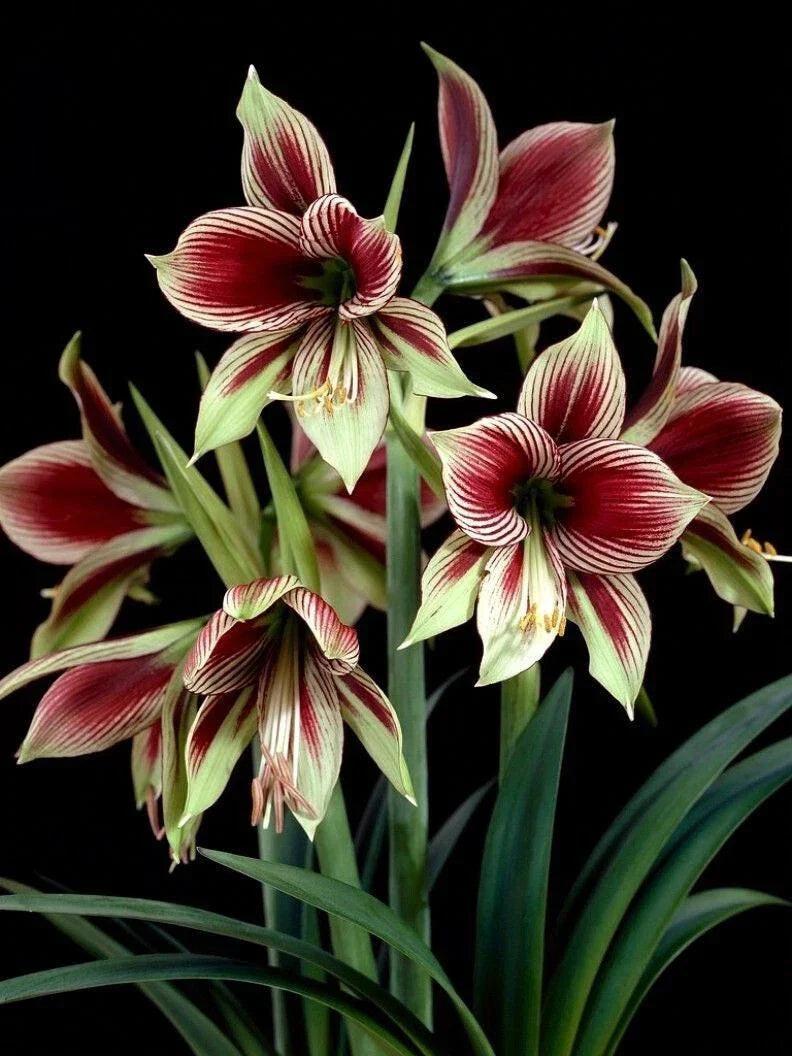 Amaryllis Papilio Butterfly Bulb 10-15 cm | Live Green Burgundy Flowers