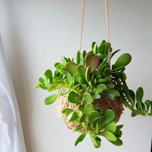 Trailing Weeping Creeping Jade Succulent Cuttings - Senecio Jacobsenii, 6-Inch, 3-Pack for Indoor & Outdoor Gardening