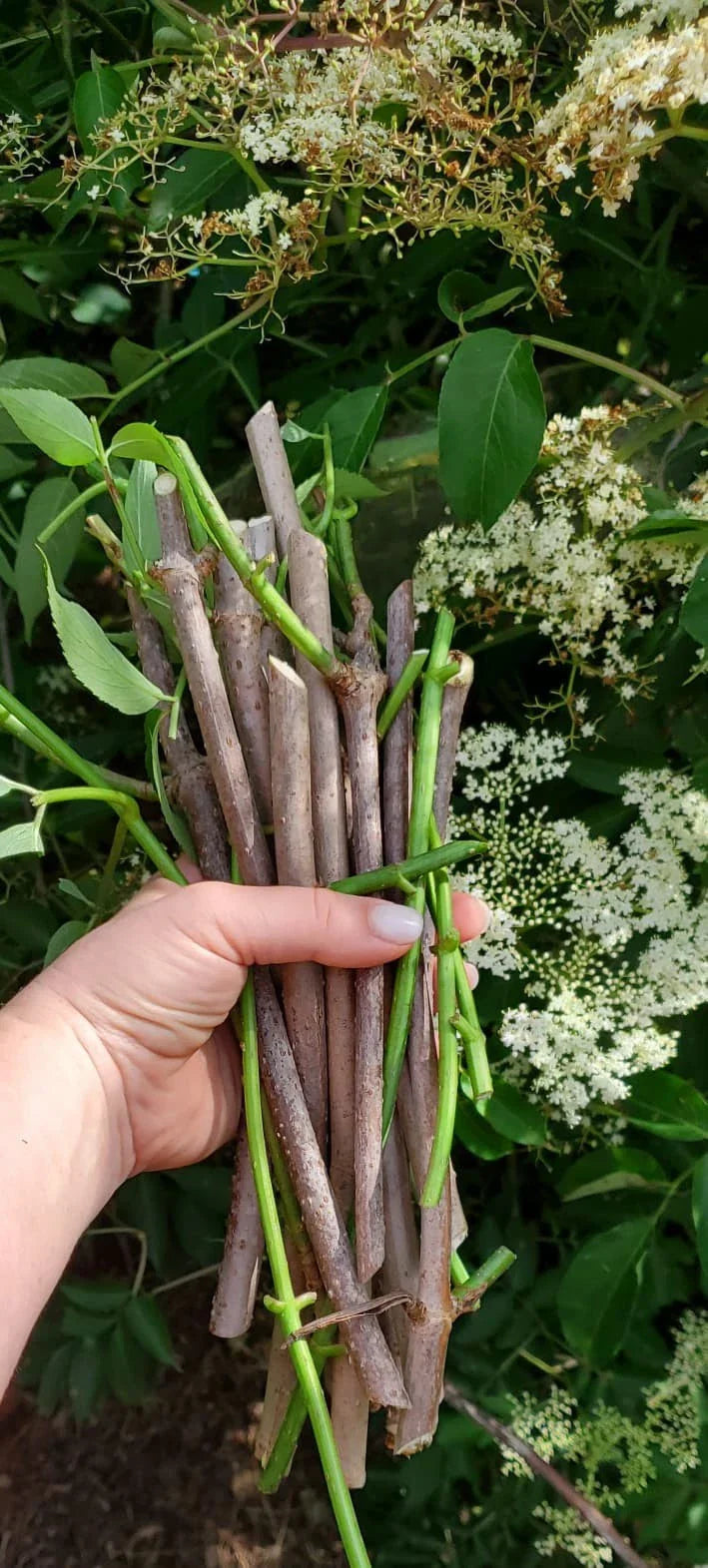 Peach Fruit Tree Cutting - Belle of Georgia Grafting Scion for Propagation - Deciduous Fruit Tree Cutting