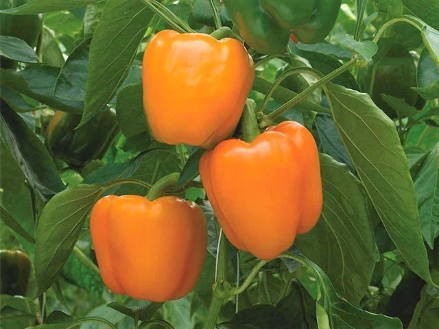 Orange Sun Sweet Bell Pepper Seeds - Heirloom Non-GMO Capsicum annuum