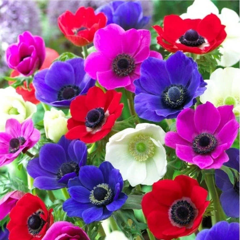 Anemone De Caen Mix Flower Bulbs 5-Pack – Dutch Windflowers in White, Pink, Red & Blue