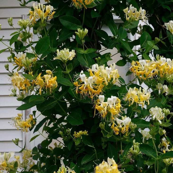 Japanese Honeysuckle Seeds - 20 Pack Lonicera japonica Fragrant Climbing Vine for Garden & Patio