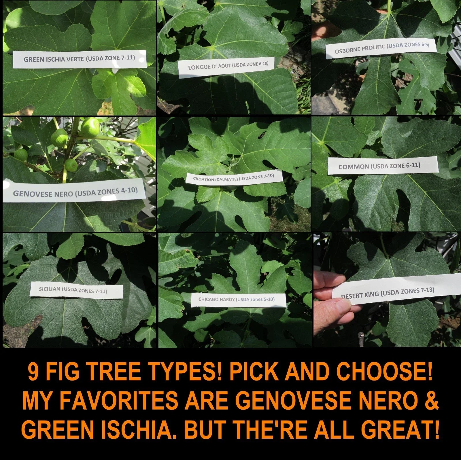 Fig Tree Cuttings - 9 Varieties for Propagation - Gen Nero, Longue D'Aout - Ficus carica
