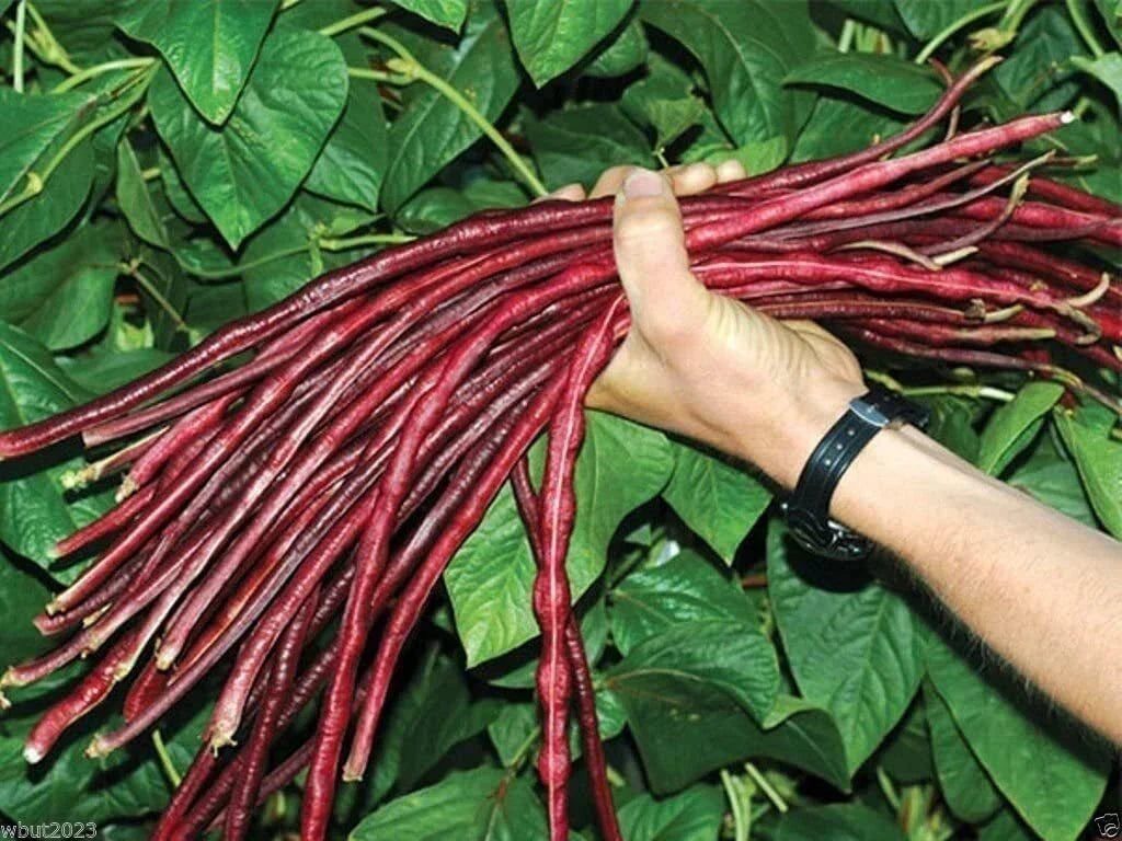 Red Yard Long Bean Seeds - 20 Pack Asparagus Snake Beans for Warm Climates