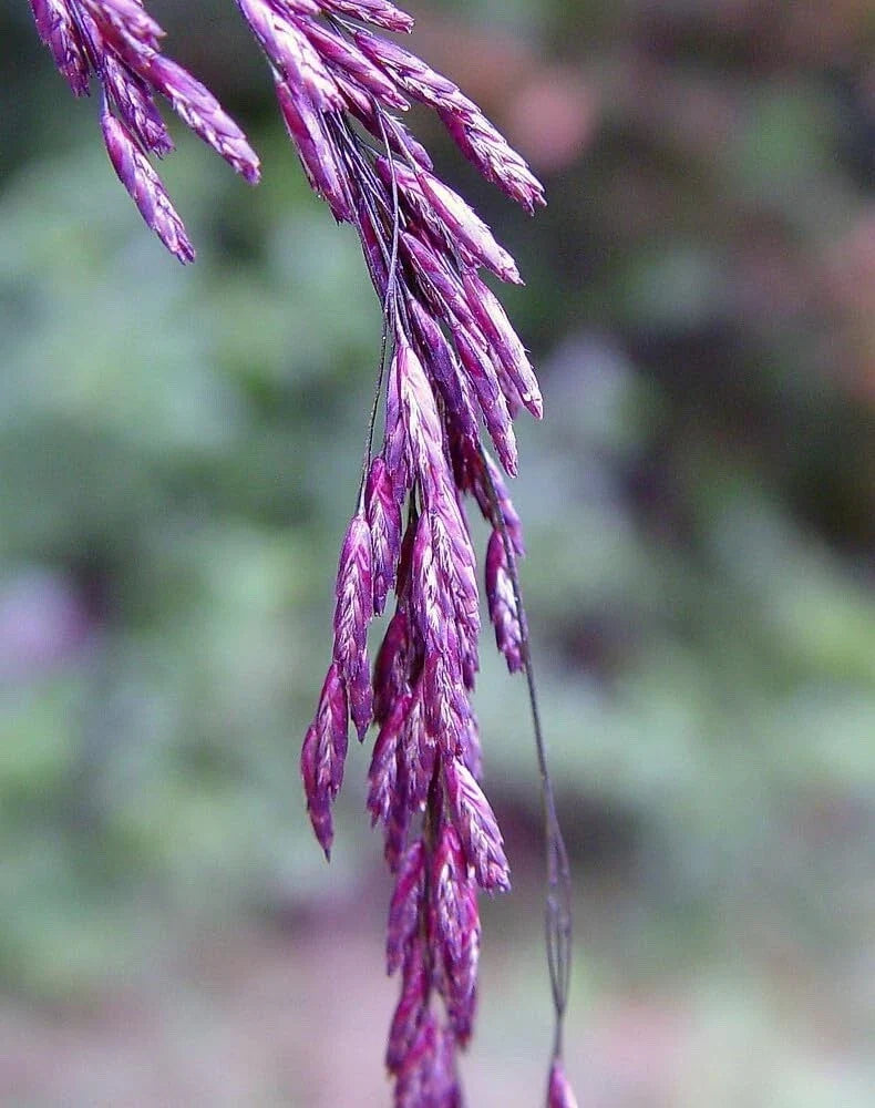 Purpletop Tridens Grass Seeds 1 lb Pack - Native Ornamental Grass for Landscaping - Tridens flavus