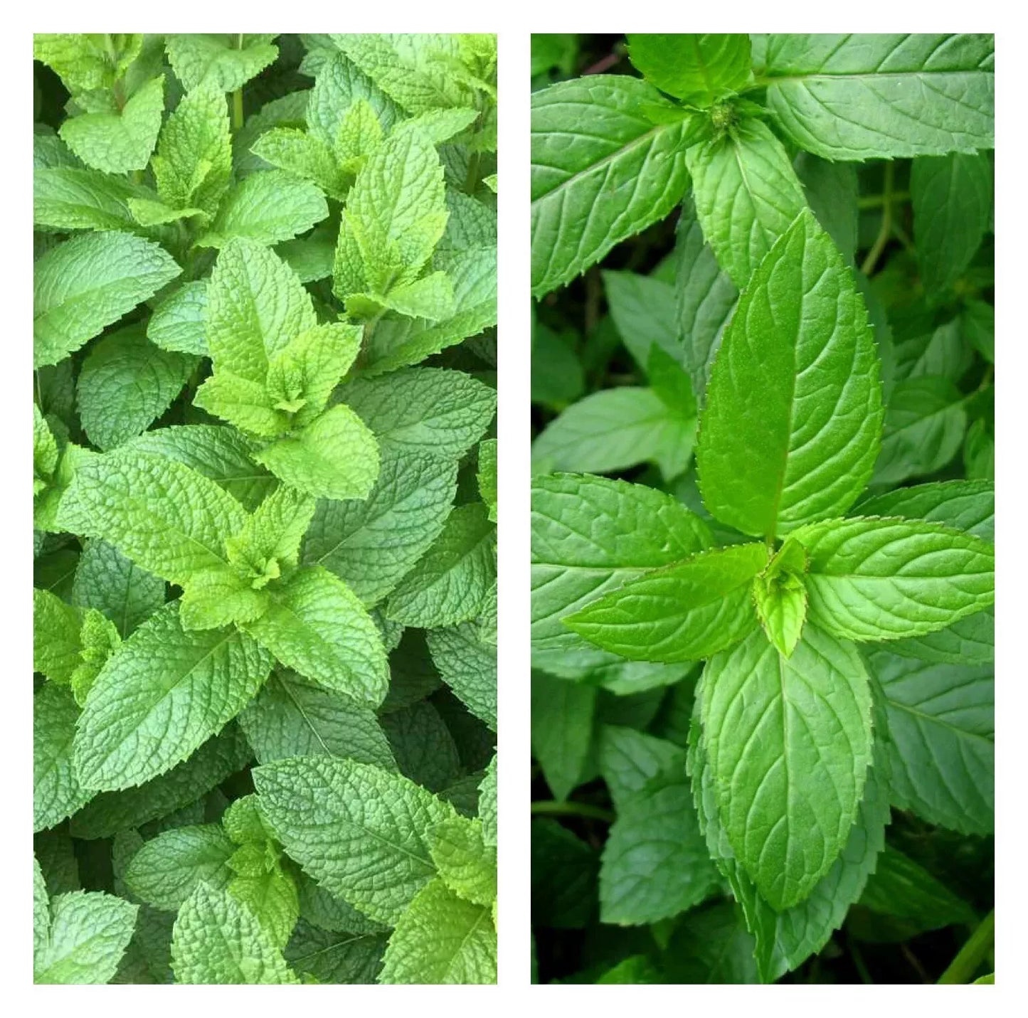 Mixed Mint Seeds 500+ Peppermint & Spearmint Non-GMO Heirloom Organic Culinary Herbs