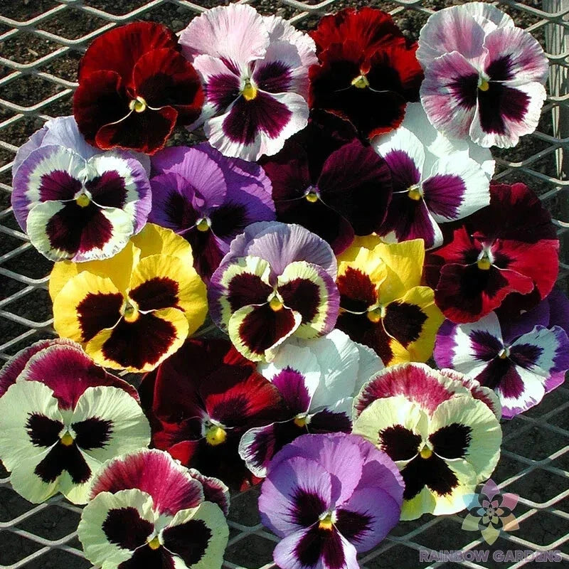 Majestic Giants Mix Pansy Seeds - 200+ Viola tricolor var. hortensis Garden Flower Seeds for Borders & Containers