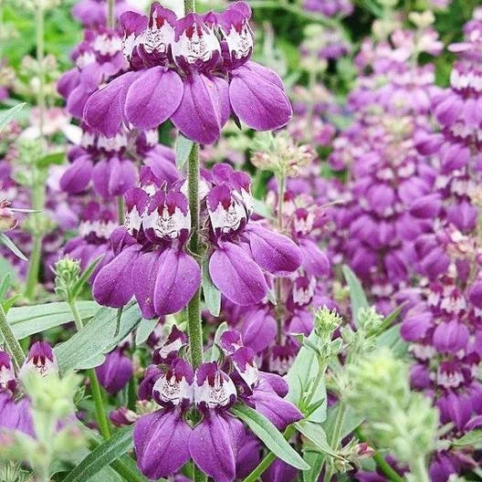 Chinese Houses Wildflower Seeds - 500 Non-GMO Pollinator Attractor Seeds for Sun & Shade - Collinsia heterophylla