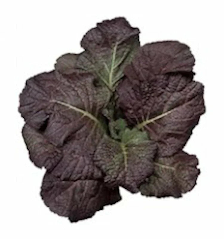 Red Giant Mustard Seeds - 1500 Non-GMO Heirloom Brassica juncea Seeds - USA Seller