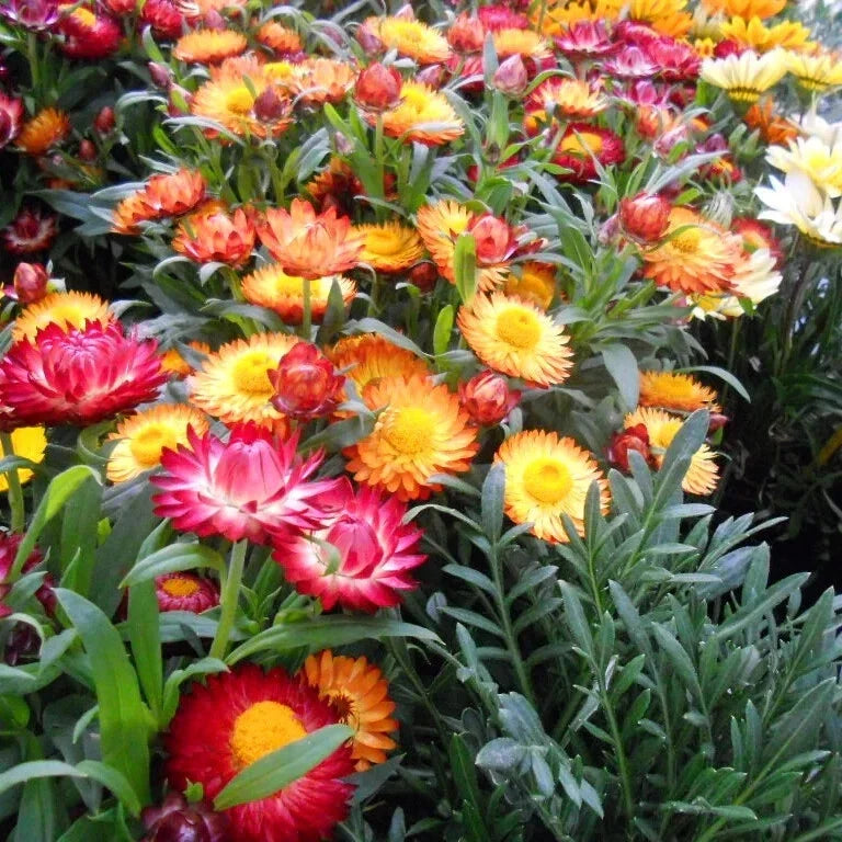 Fresh Strawflower Seeds - Colorful Dried Flower Variety - Helichrysum bracteatum - 20 Seeds for Garden & Cut Flowers