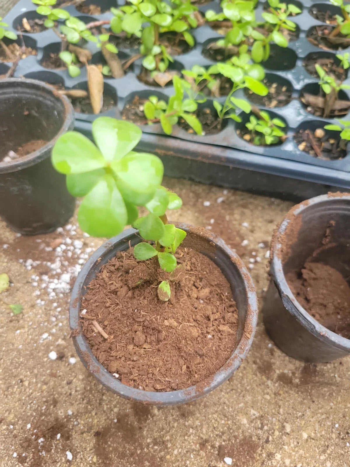 Elephant Bush Jade Plant 2" Rooted Portulacaria Afra Succulent