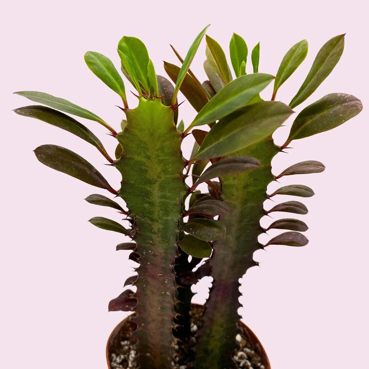African Milk Tree Cuttings - Euphorbia trigona Succulent Plant for Indoor & Outdoor Gardening