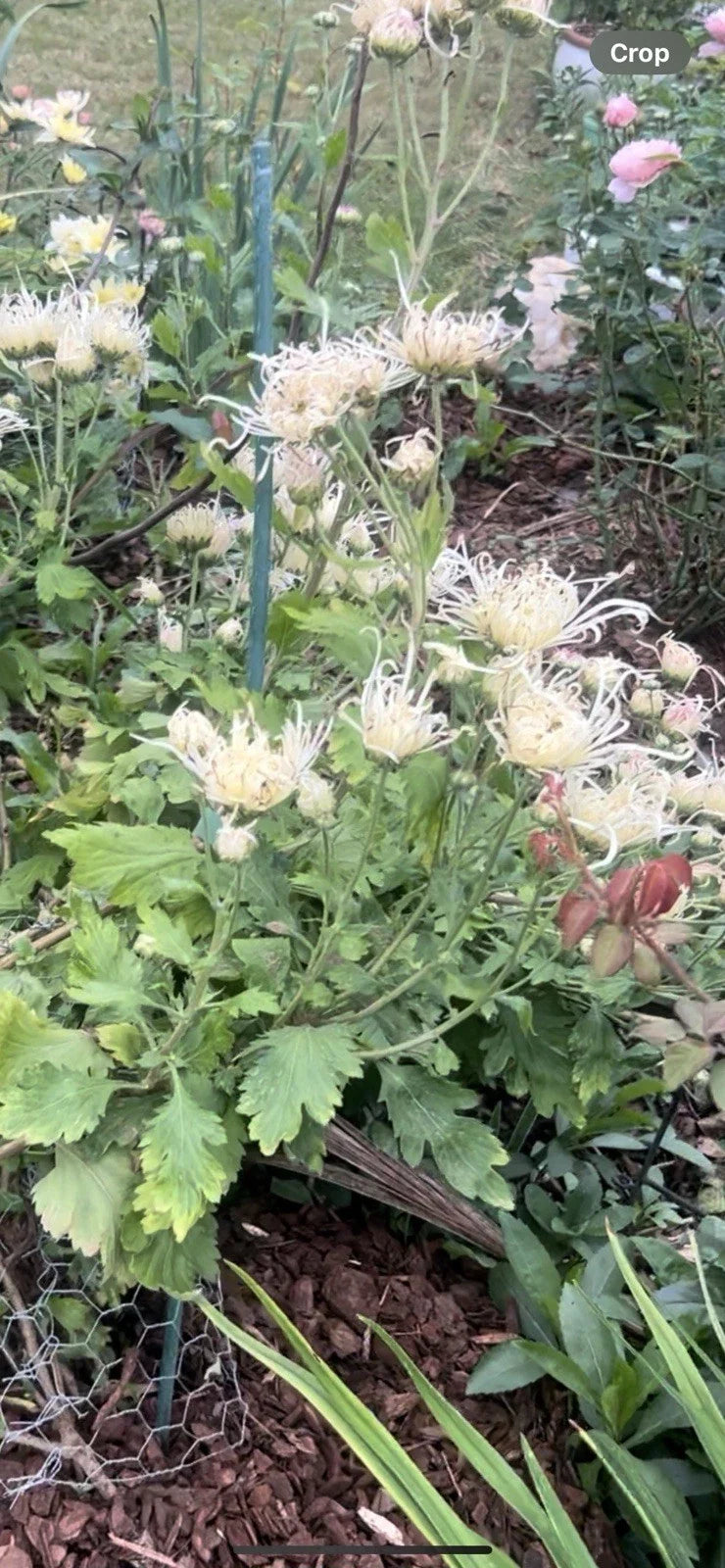 Rare White/Pink Chrysanthemum Live Plant 10-13 Inches Chrysanthemum morifolium Indoor Outdoor Flowering Plant