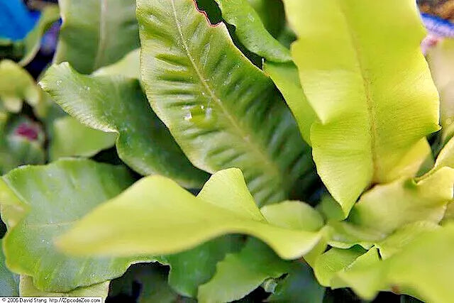 Hardy Tongue Fern Seeds 1001 Spores Asplenium scolopendrium for Shade Gardens Indoor & Outdoor