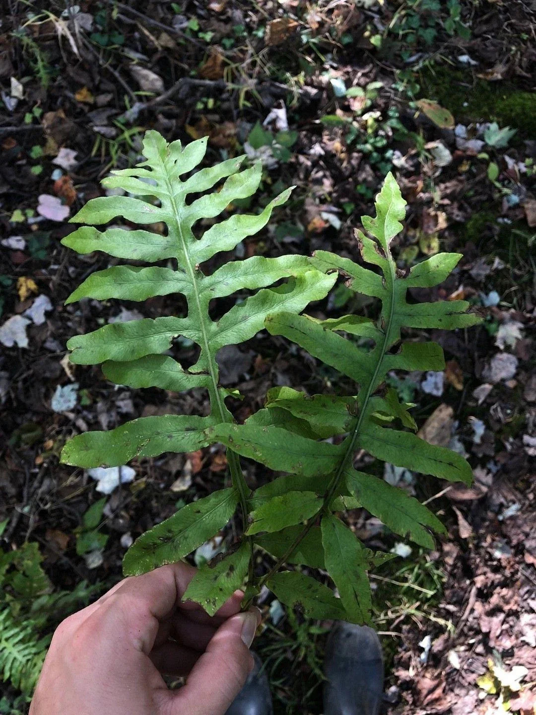 Netted Chain Fern Live Bundle 5-Pack - Rare Woodwardia areolata Shade Plant