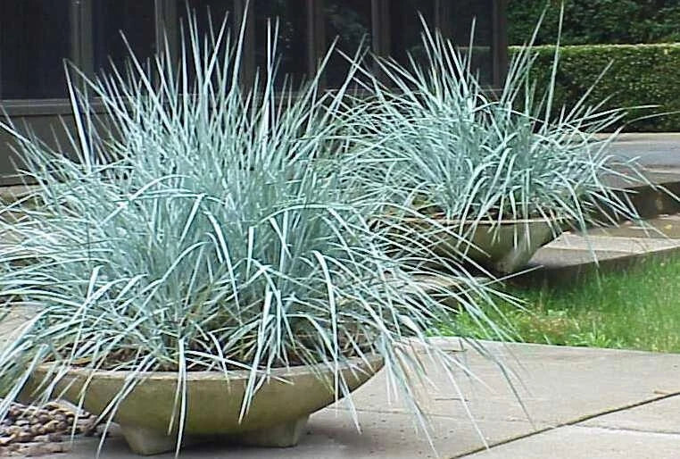 Blue Dune Lyme Grass Plants - 2 Established Elymus Arenarius Ornamental Perennials with Blue Foliage