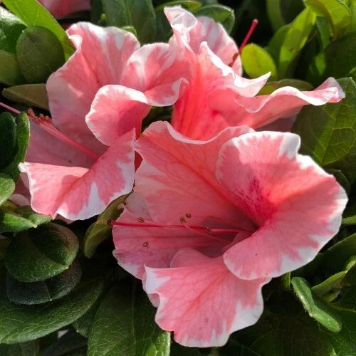 Azalea Starter Plant - Rhododendron x 'Autumn Sunburst' - Deciduous, Vibrant Fall Color, Well-Rooted 1-Gallon Pot