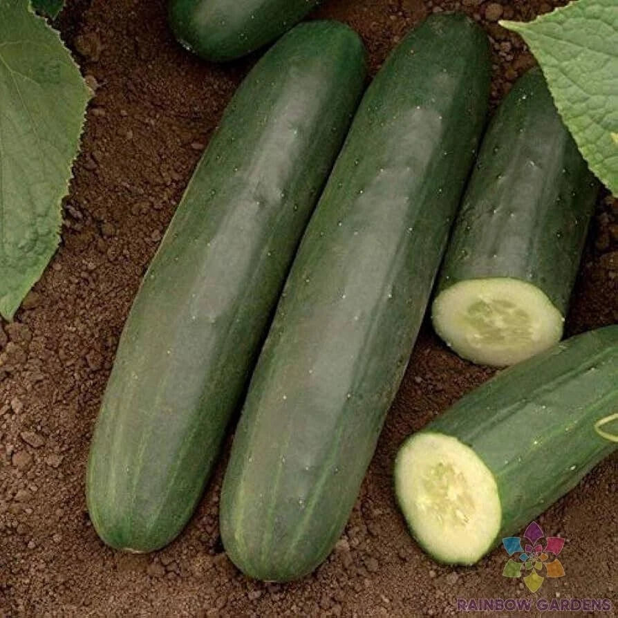 Exocet Cucumber Seeds – 25+ Pack, Cucumis sativus, Long, Crisp, Non-GMO, Garden Planting, USA Grown, Free Shipping