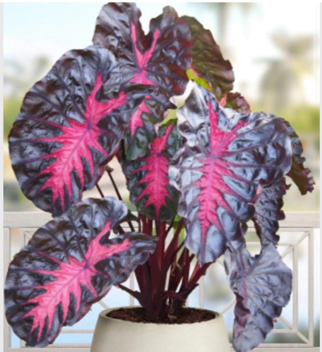 Colocasia esculenta Elephant Ear Plant - Small Rooted Starter Tropical Indoor Houseplant