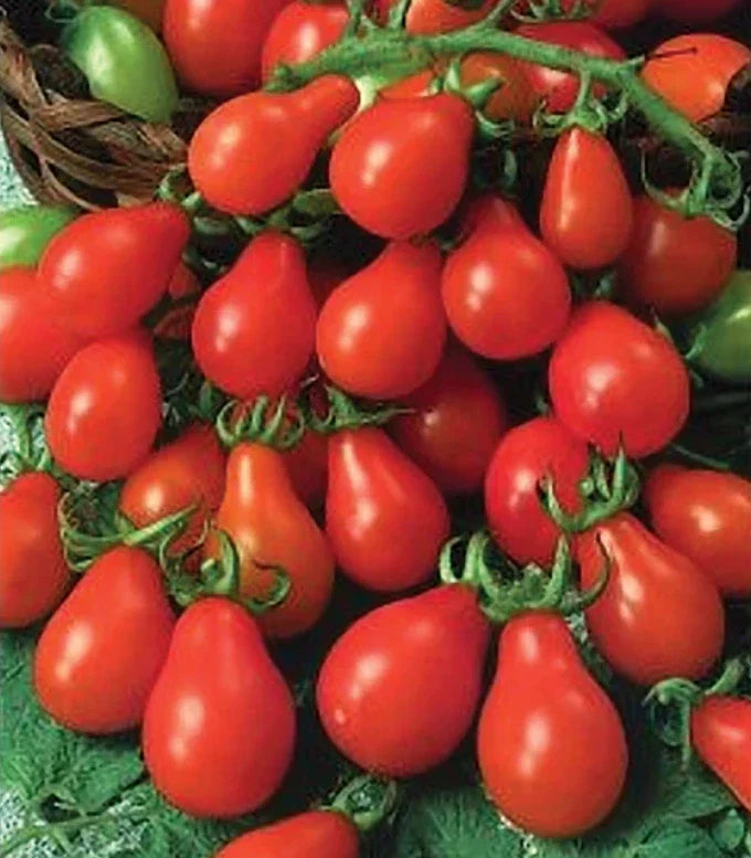 Red Pear Tomato Seeds - Heirloom Non-GMO Indeterminate Variety for Containers, Solanum lycopersicum, 100 Seeds