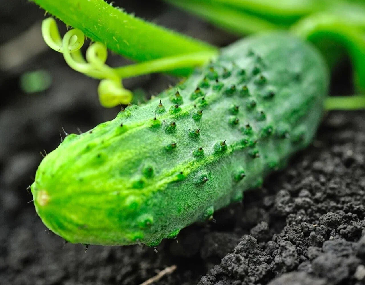 Premium National Pickling Cucumber Seeds - 20 Non-GMO Cucumis sativus for Home Gardening & Pickling
