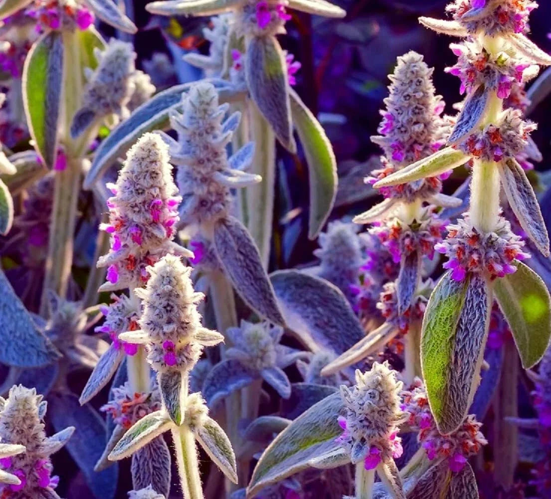 Lamb's Ear Seeds Pack - Byzantina Variety - Soft Velvety Leaves - Stachys byzantina - Drought Tolerant Perennial Garden Seeds