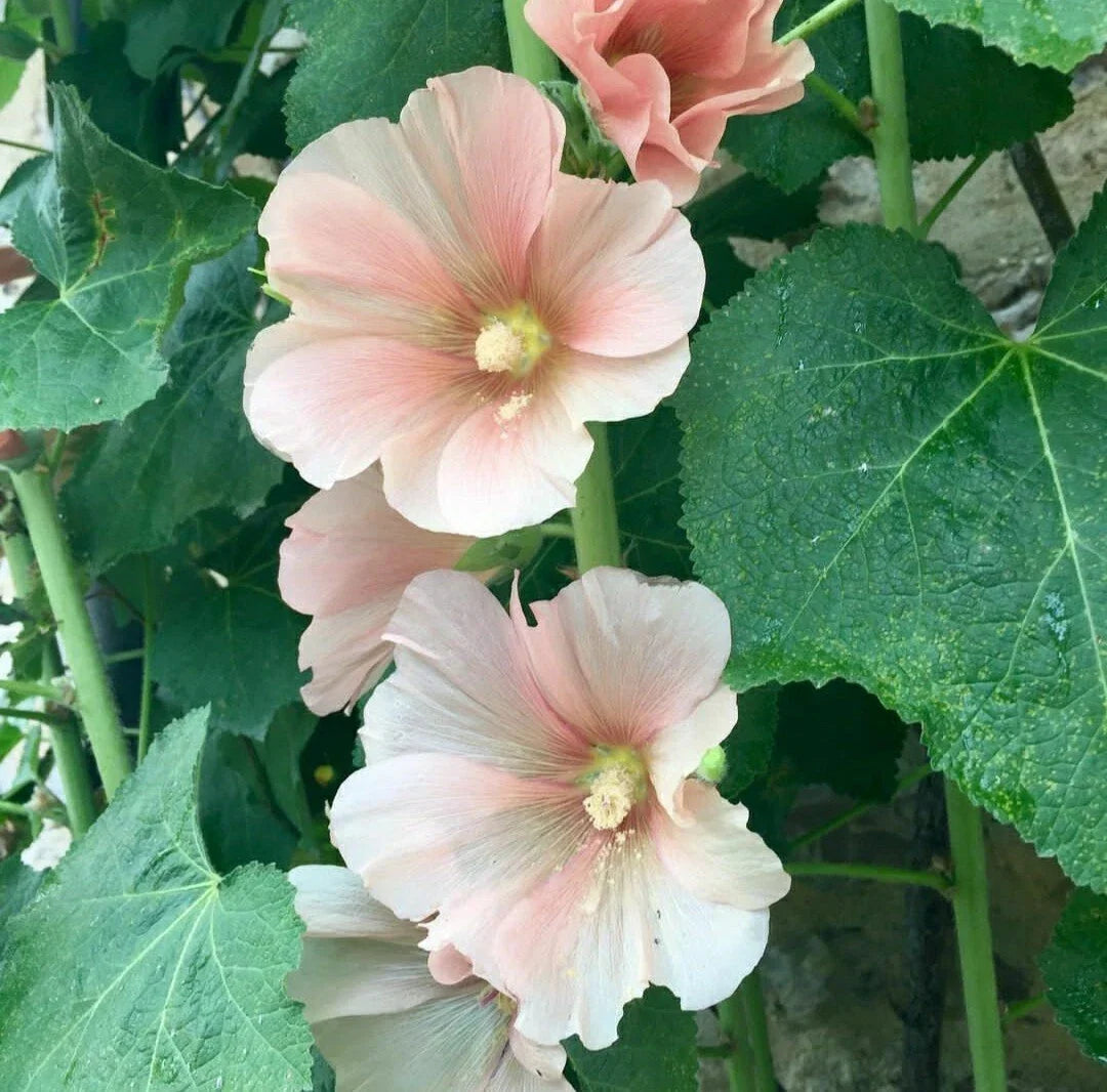 Hollyhock Flower Seeds - Peach Apricot - 30 Seeds - Alcea rosea - Perennial Garden Seeds for Borders & Containers