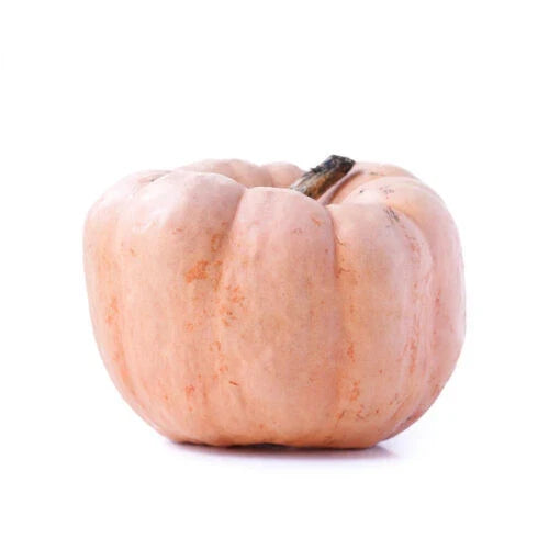 Porcelain Doll Pumpkin Seeds - 25+ Pack, Pale Pink Cucurbita pepo, Vining, Fall Garden Planting, Non-GMO, USA