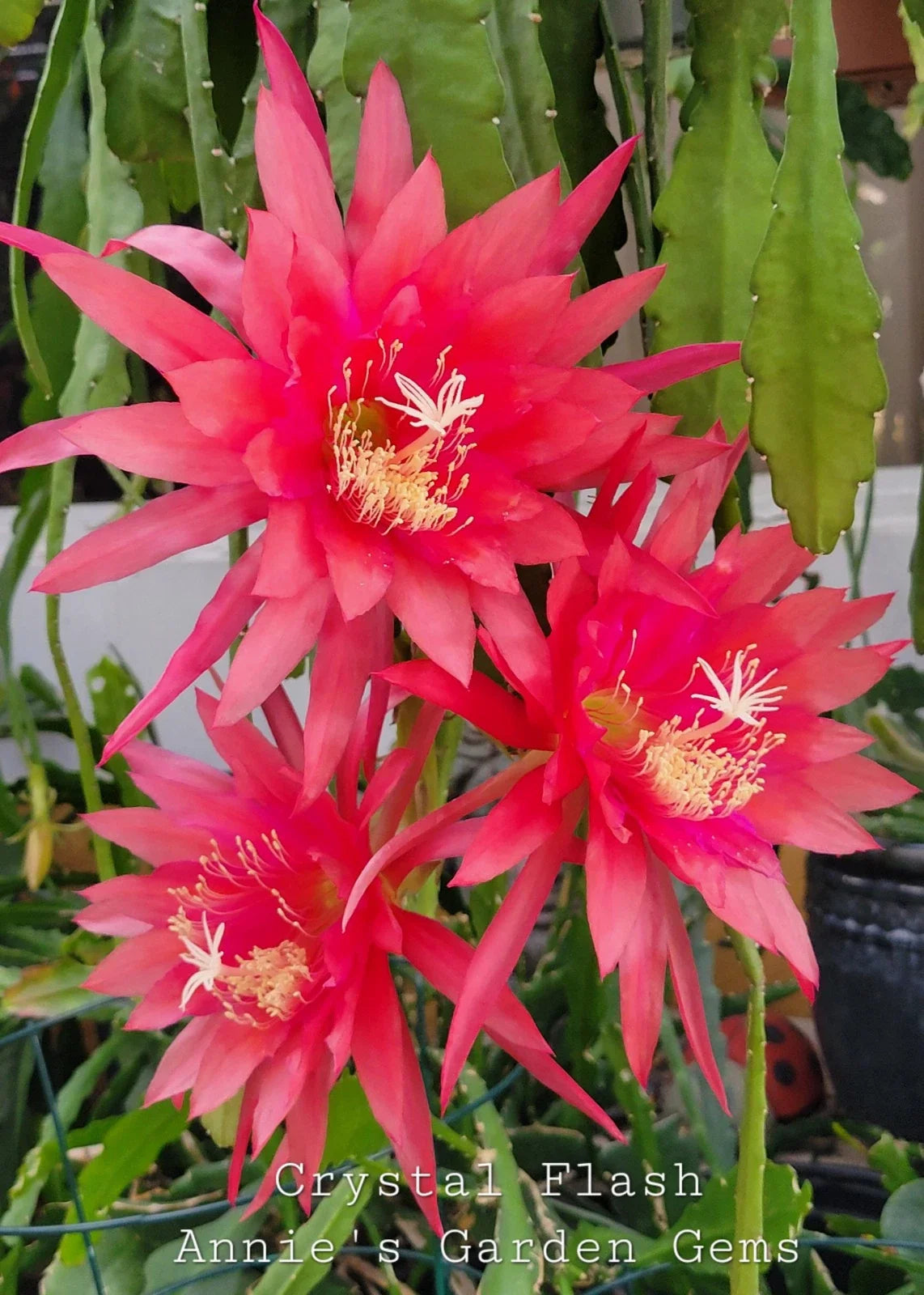 Epiphyllum Crystal Flash Orchid Cactus 4-Inch Pot, Easy Care Succulent, Indoor Houseplant, Unique Climbing or Trailing Plant