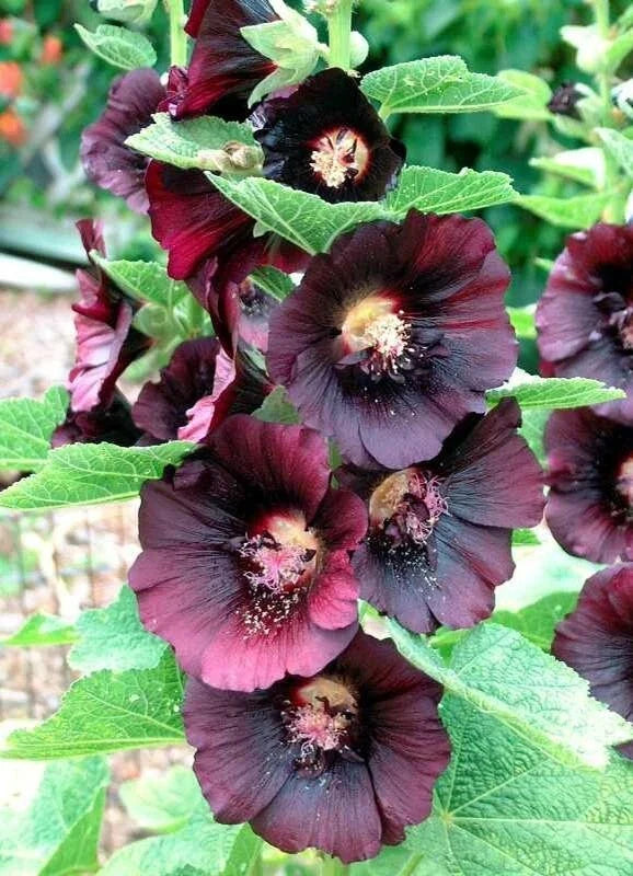 Hollyhock Seeds – 50 Non-GMO Deep Red-Black Alcea Rosea for Borders, Cottage Gardens, Cut Flowers