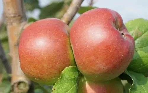 Reinette Rouge Etoilee Apple Seeds – 25+ Fruit Planting Seeds – Malus domestica – Red with Yellow Undertones – USA Free Shipping