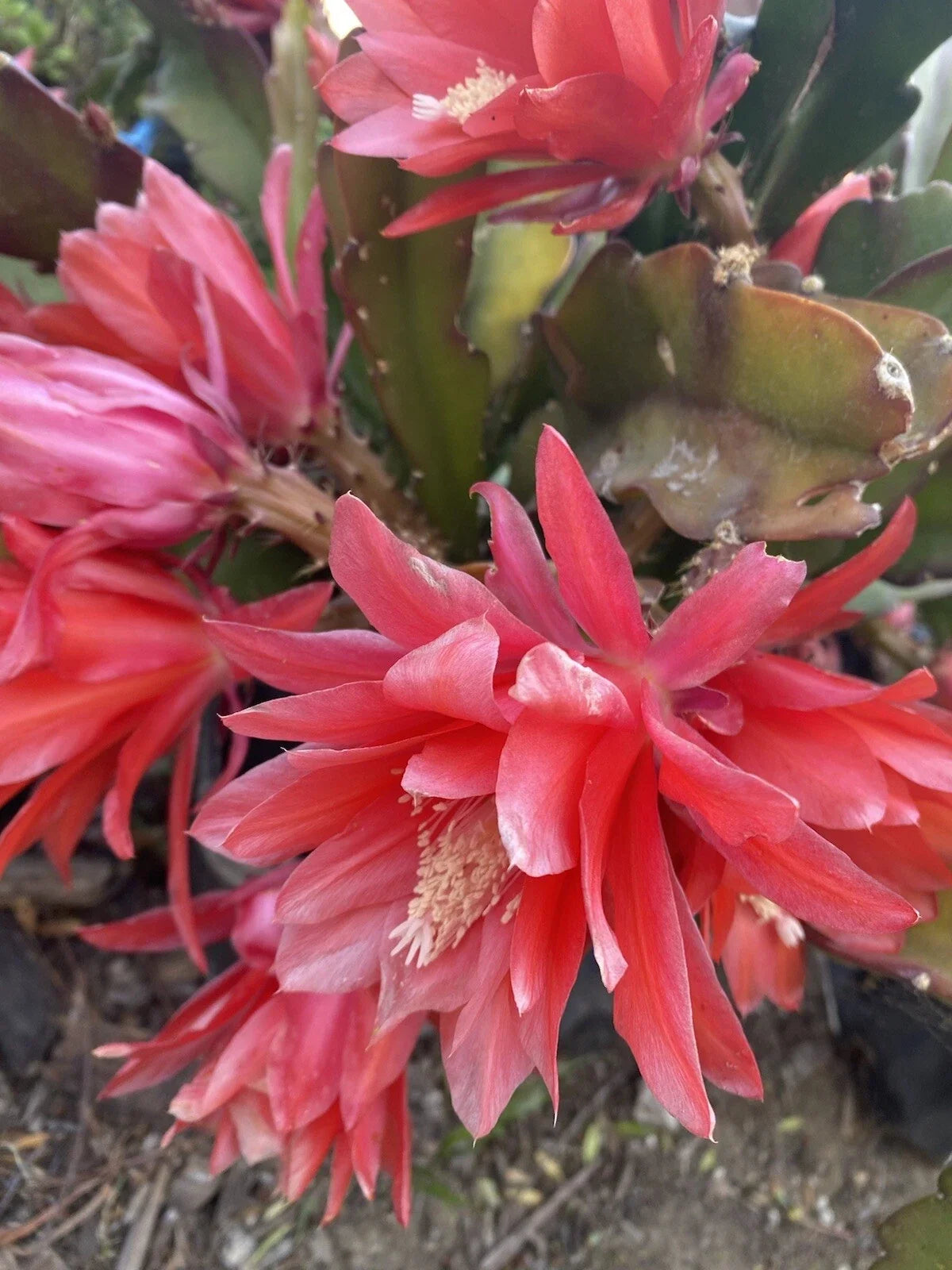 Red Orchid Cactus Cuttings - 3 Pieces, Epiphyllum ‘Disocactus Ackermannii’, 4-8 Inches, Indoor Garden Succulents