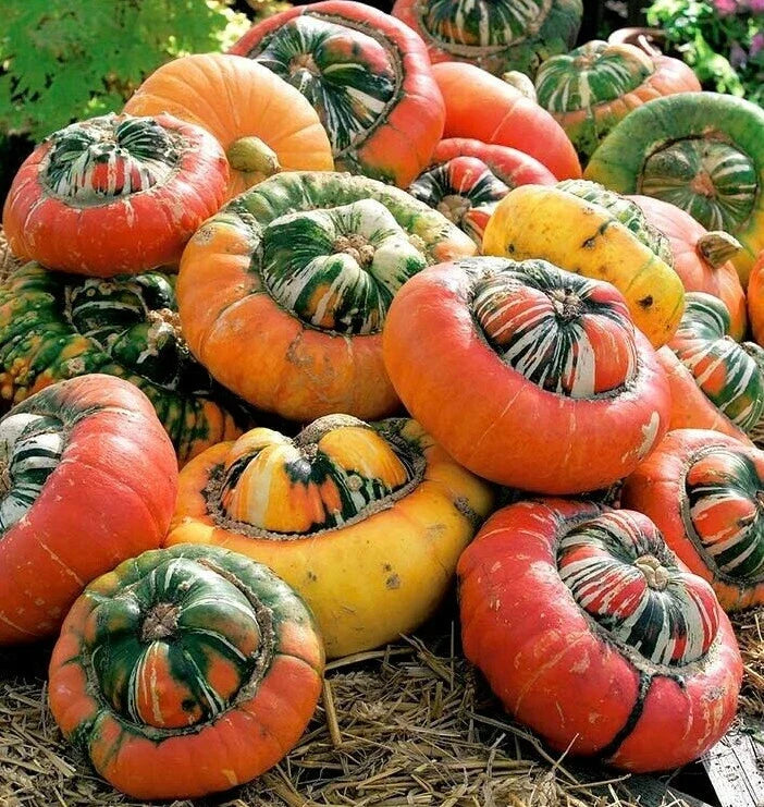 Turk's Turban Pumpkin Seeds | Ornamental Gourd Seeds | Cucurbita maxima | Fall Decoration & Culinary Use