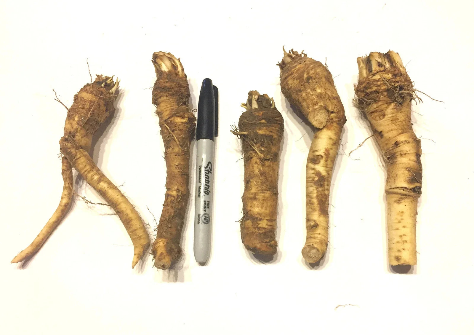 Horseradish Crowns - Easy to Grow, Vigorous Armoracia rusticana, Hot Roots for Sauces & Dishes