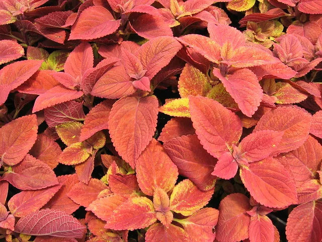 Coleus Seeds - Wizard Sunset Variety - Colorful Foliage for Gardens & Containers - Coleus blumei - 40 Seeds