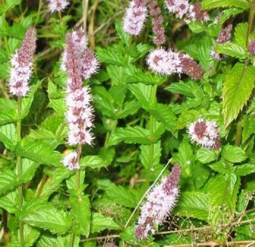 Spearmint Seeds - 150+ Fresh Mentha spicata Seeds - Free USA Shipping