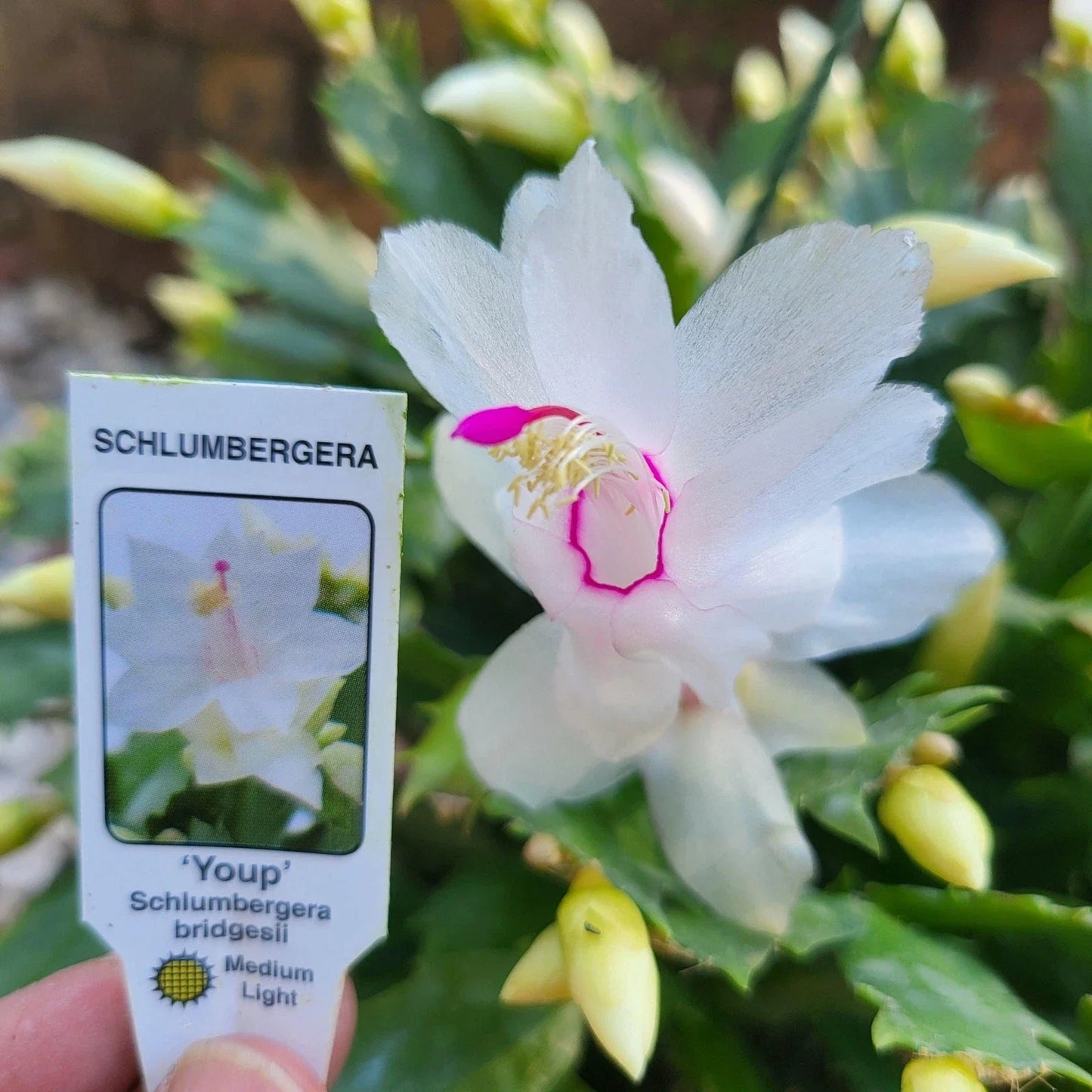 Holiday Cactus 4" White Schlumbergera truncata Potted Plant for Indoor Decor, Thanksgiving Bloom